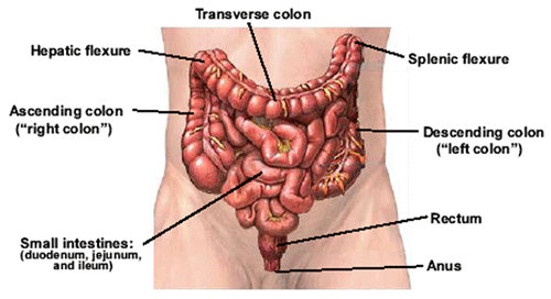 Intestines The human intestinal tract